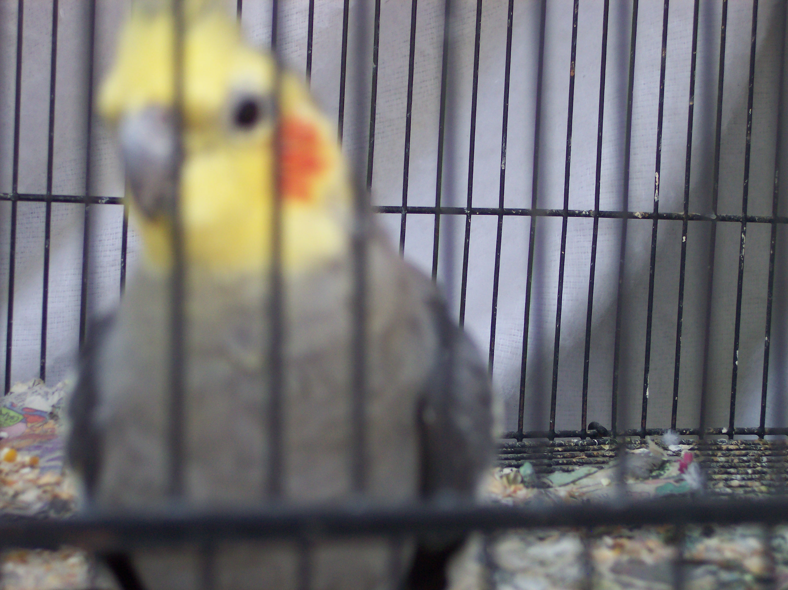 bird.jpg